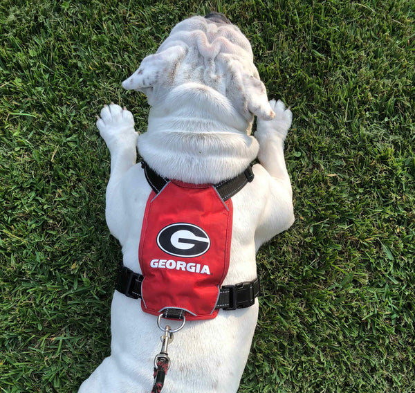 Georgia bulldog pet apparel best sale