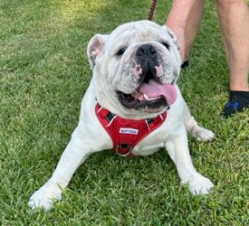 Georgia bulldog dog harness hotsell