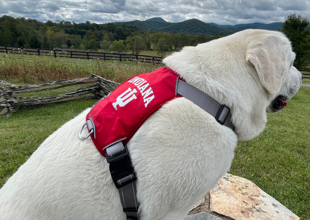 Indiana Hoosiers Dog Harness