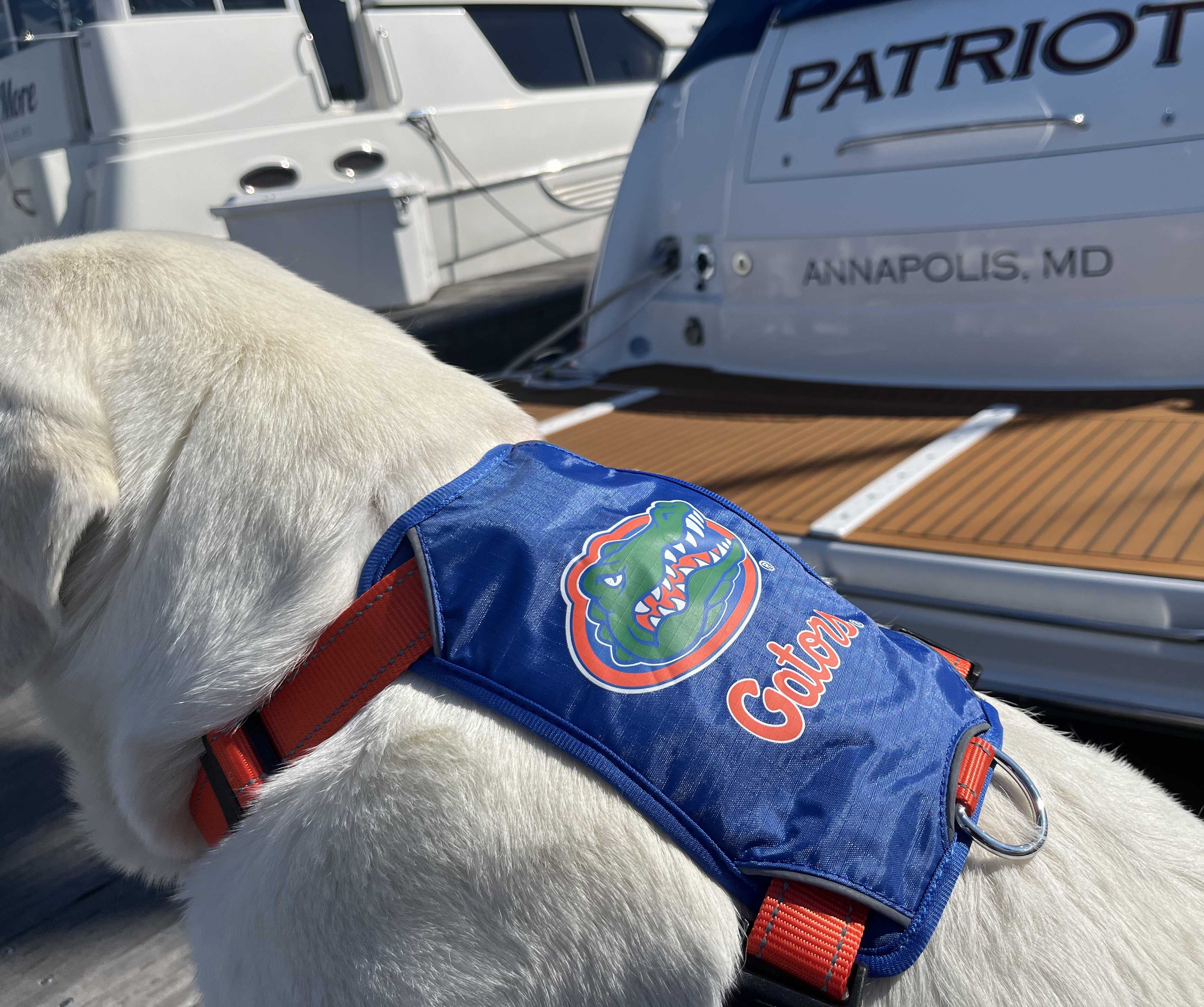 Florida gators cheap dog harness