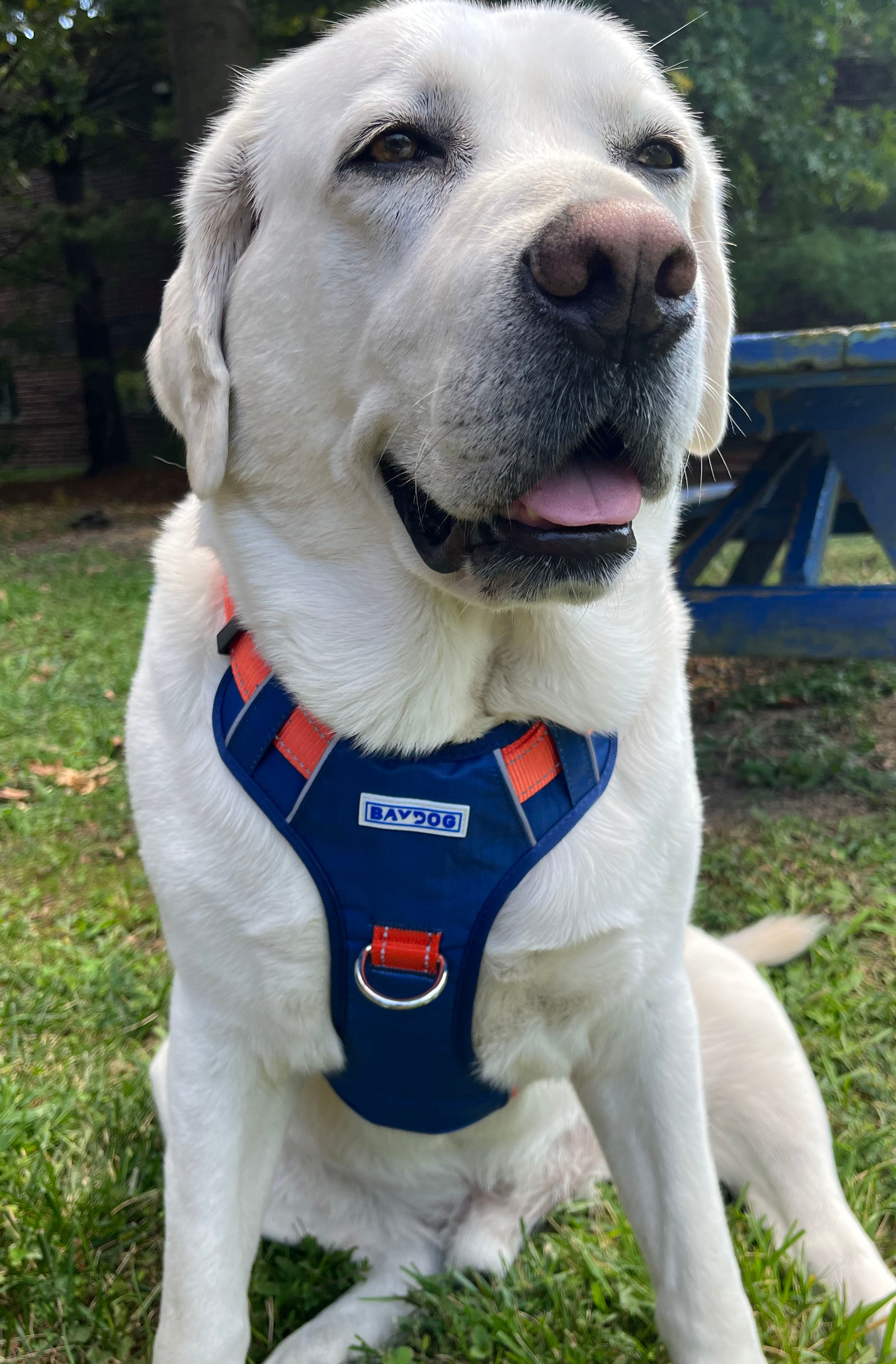 Uva 2024 dog sweater