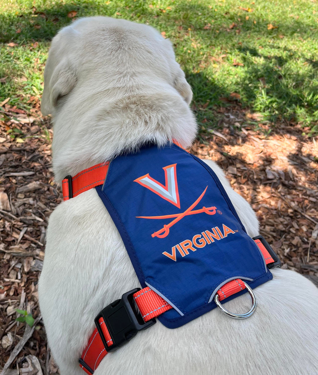 Virginia Cavaliers Dog Harness