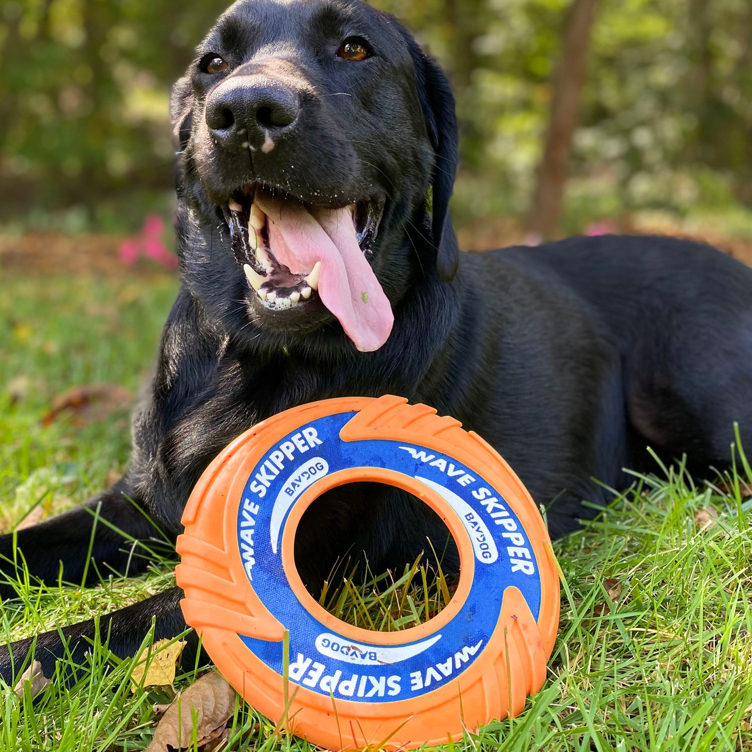 WaveSkipper Dog Toy