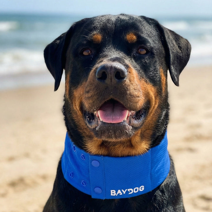 Arctic Bay Cooling Collar