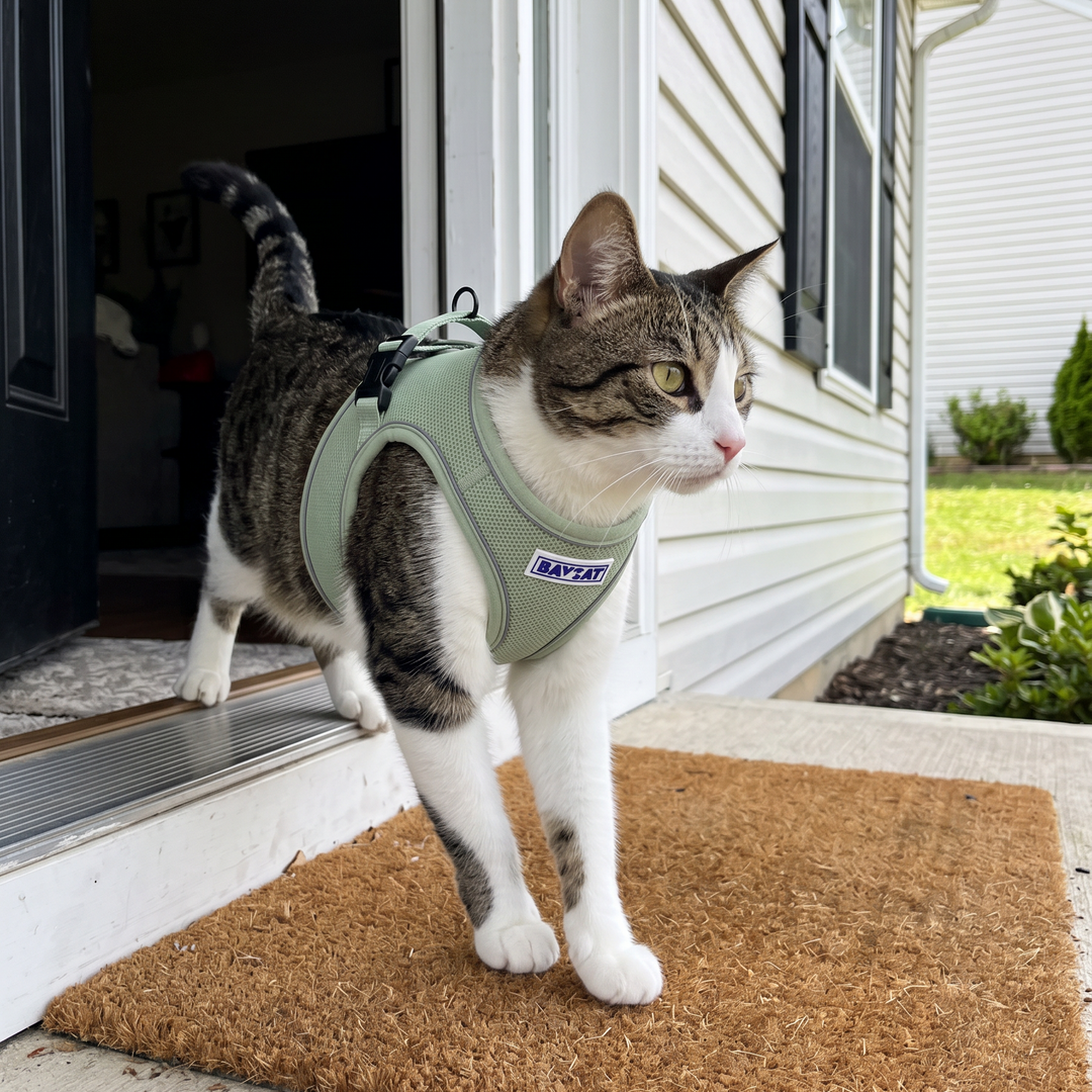 BAYCAT Harness + Leash