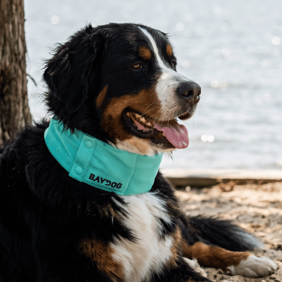 Arctic Bay Cooling Collar
