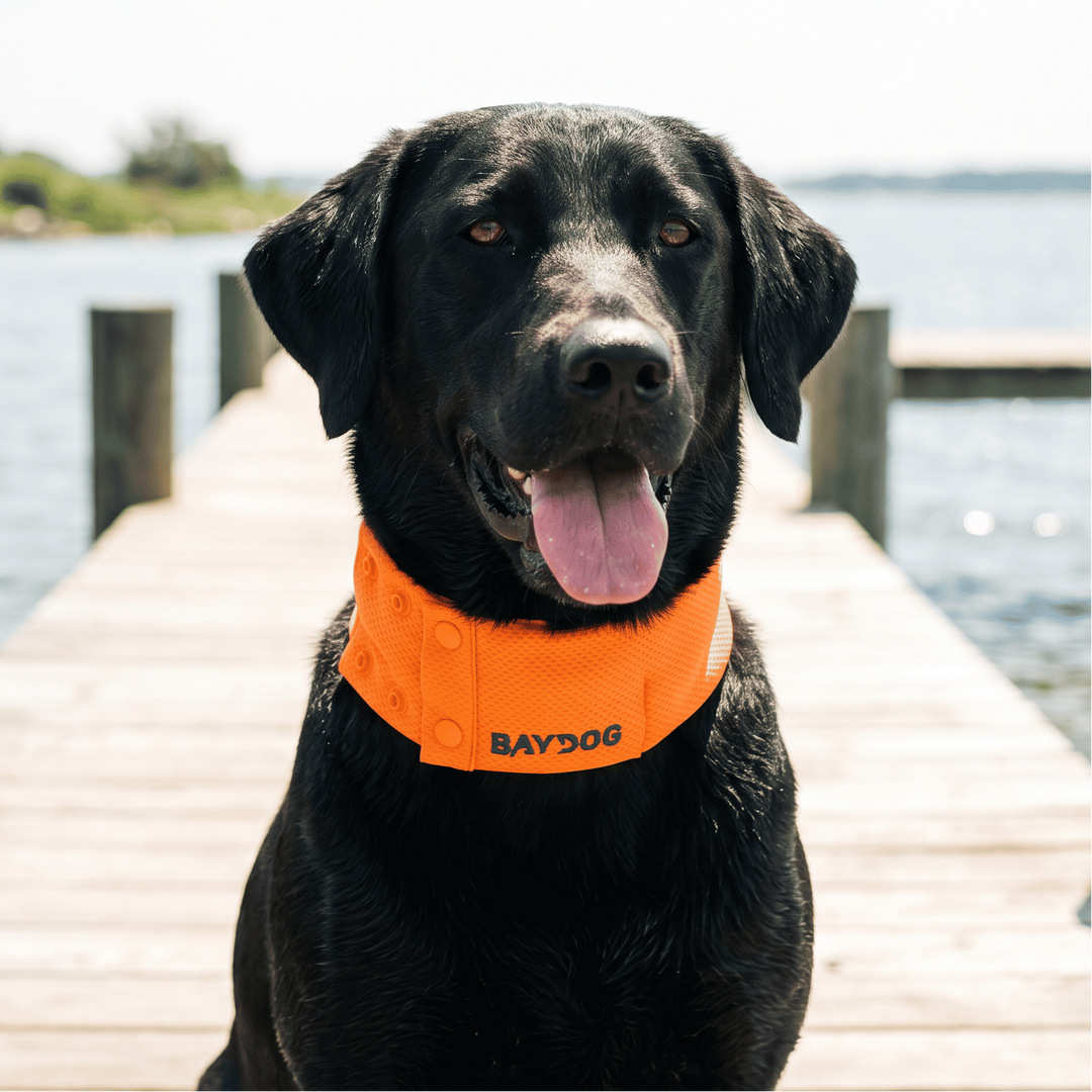 Arctic Bay Cooling Collar