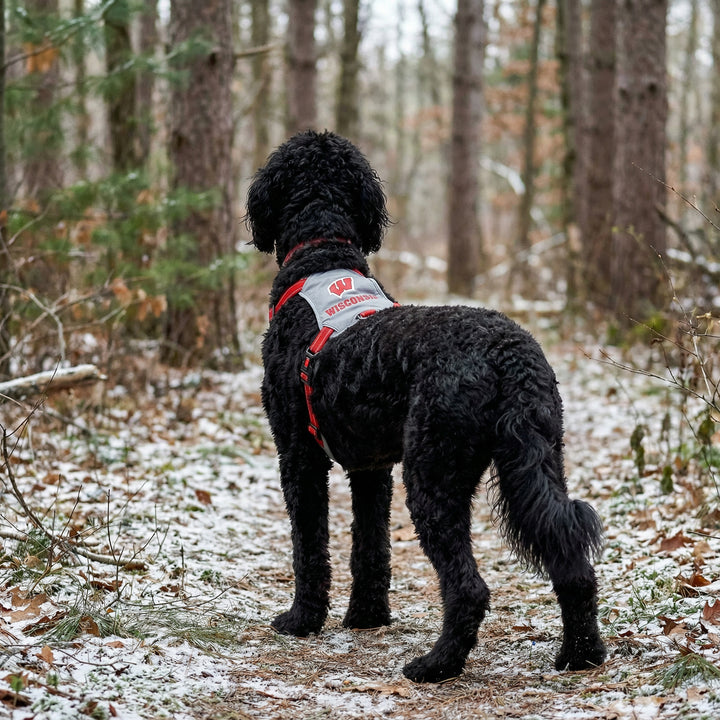 Wisconsin Badgers Dog Harness