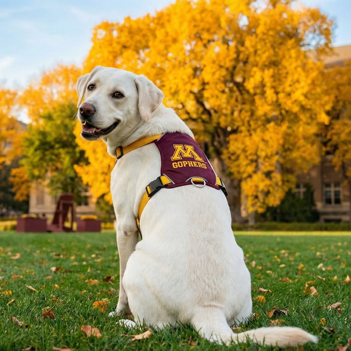 Minnesota Gophers Dog Harness