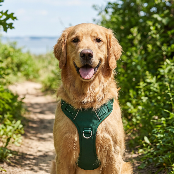 Chesapeake Bay Dog Harness