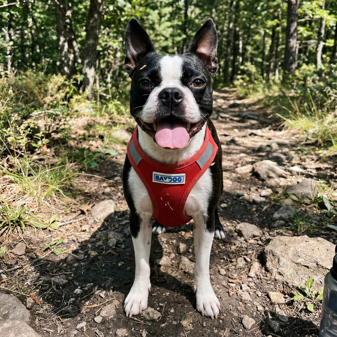 Liberty Bay Dog Harness
