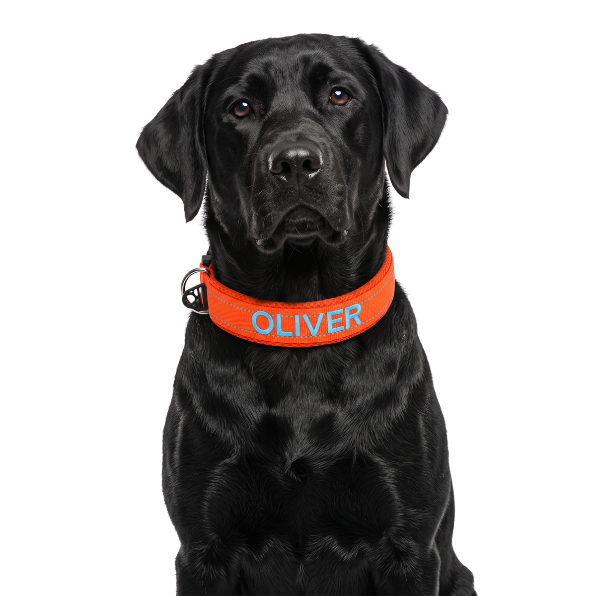 Black lab wearing a Blaze Orange embroidered collar that says OLIVER