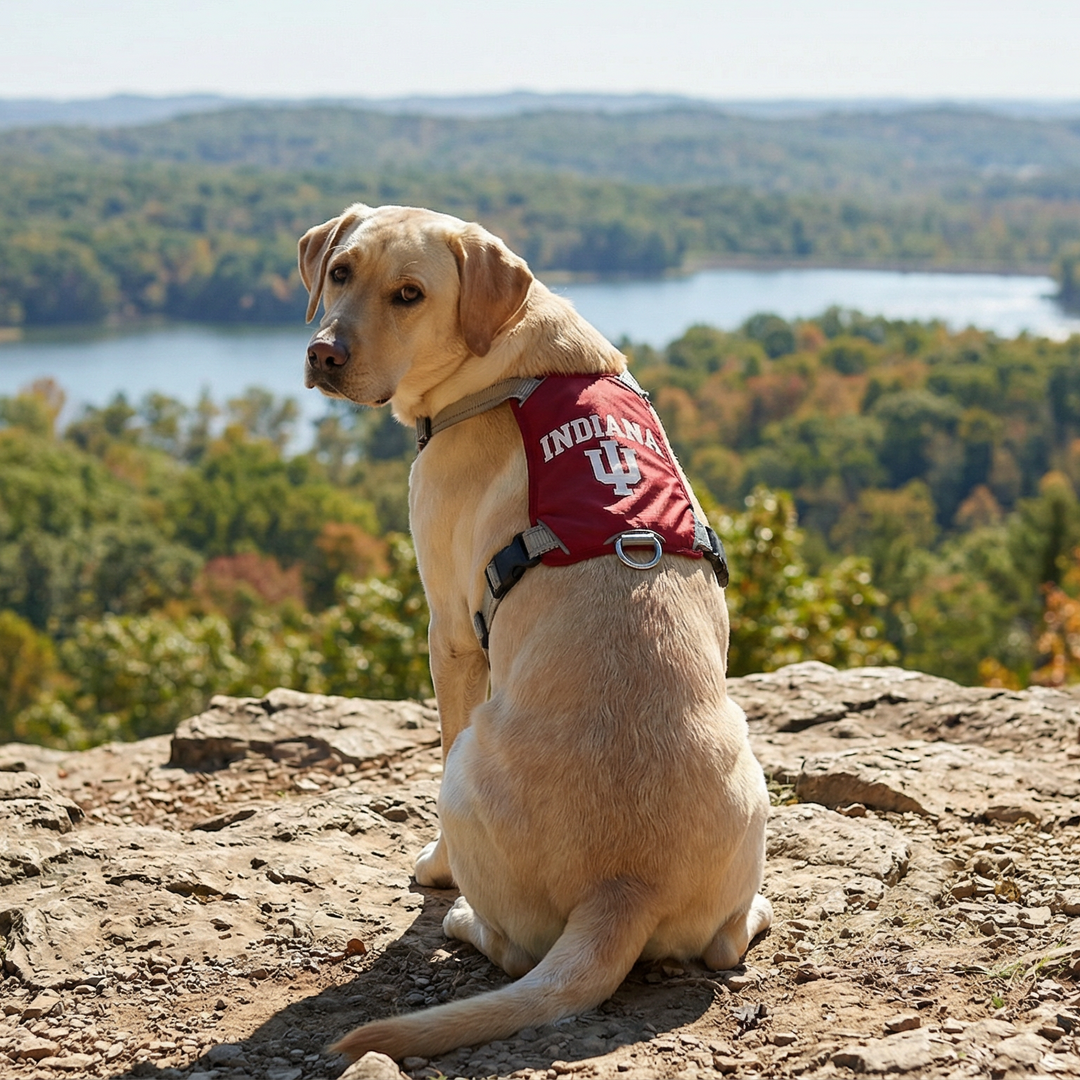 Indiana Hoosiers Dog Harness