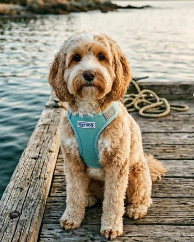 Dock days