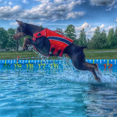 Customer dog wearing the Monterey Bay LifeJacket