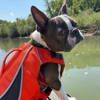 Customer dog wearing the Monterey Bay LifeJacket