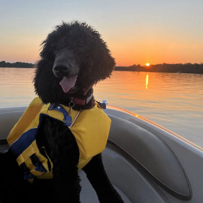 Customer dog wearing the Monterey Bay LifeJacket