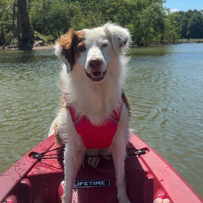 Customer dog wearing the Monterey Bay LifeJacket