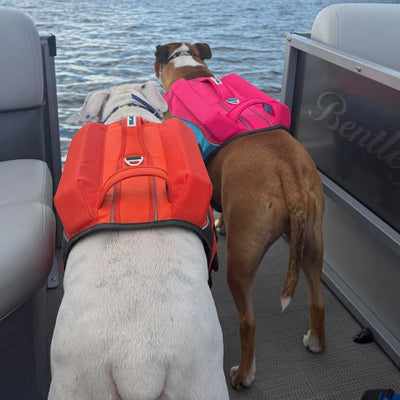 Customer dog wearing the Monterey Bay LifeJacket