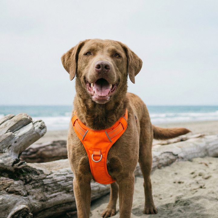 Chesapeake Bay Dog Harness