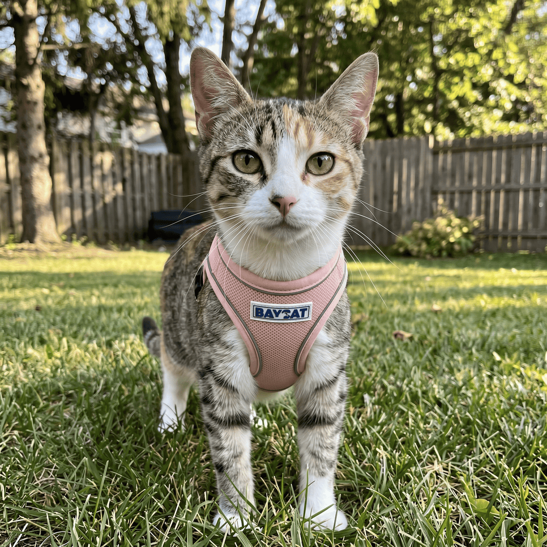 BAYCAT Harness + Leash