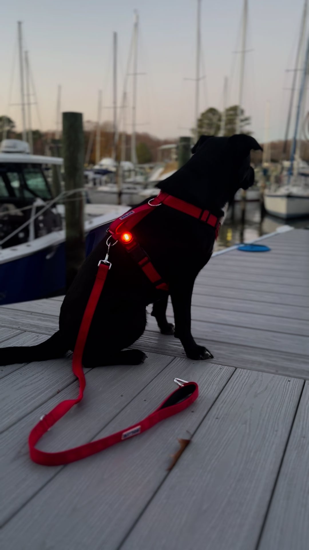 BAYDOG Firefly Dog Light