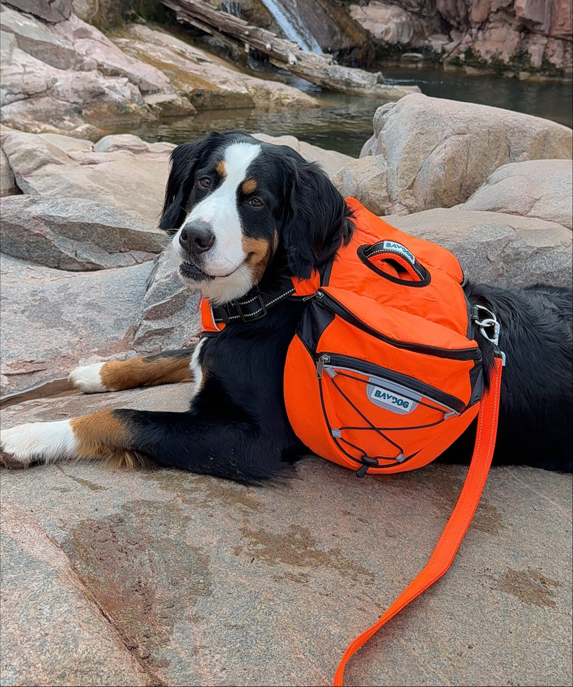 A Bernese mountain dog lying on large rocks near a waterfall and pool, wearing an orange waterproof backpacking dog vest with a matching orange leash.