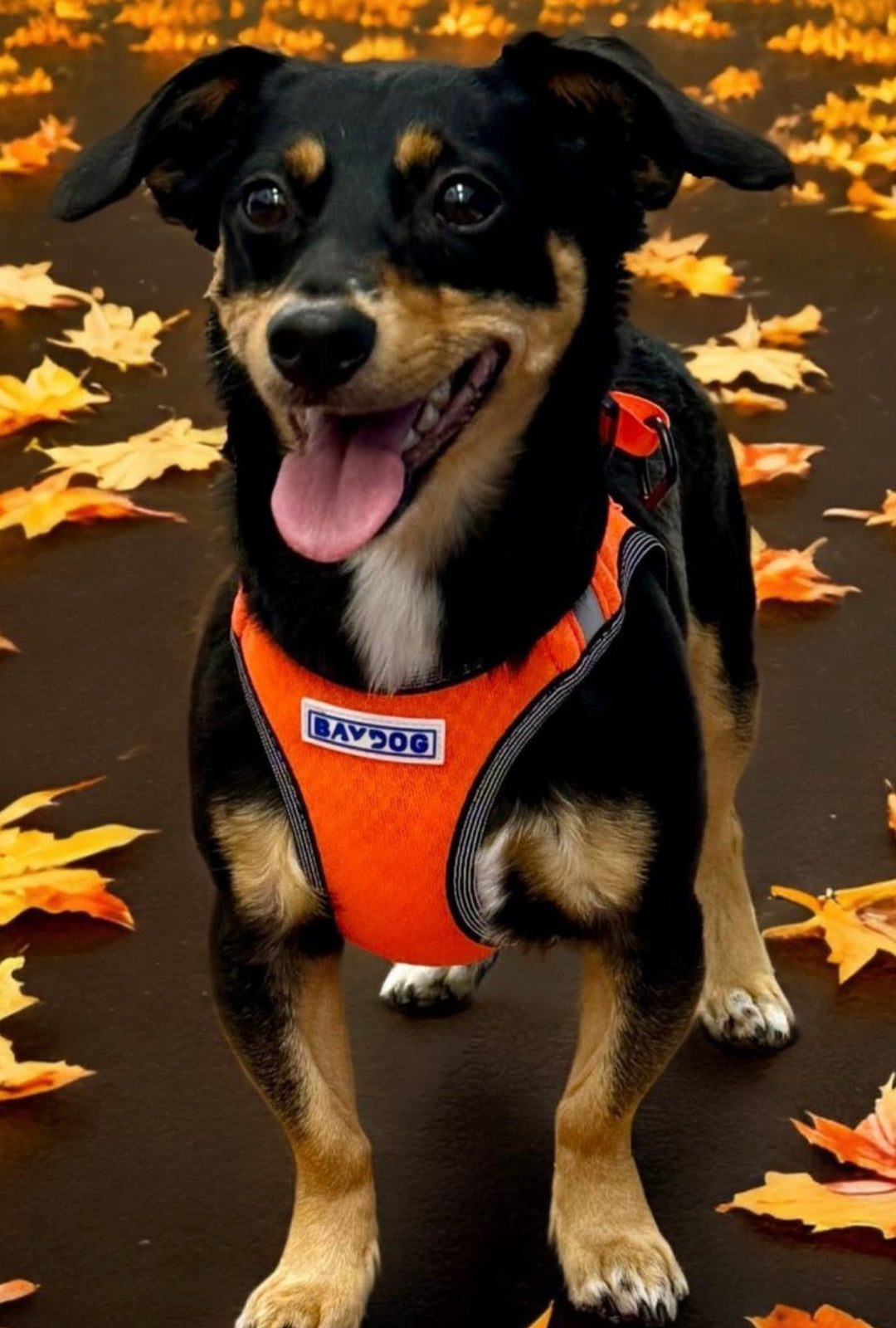 Liberty Bay Dog Harness