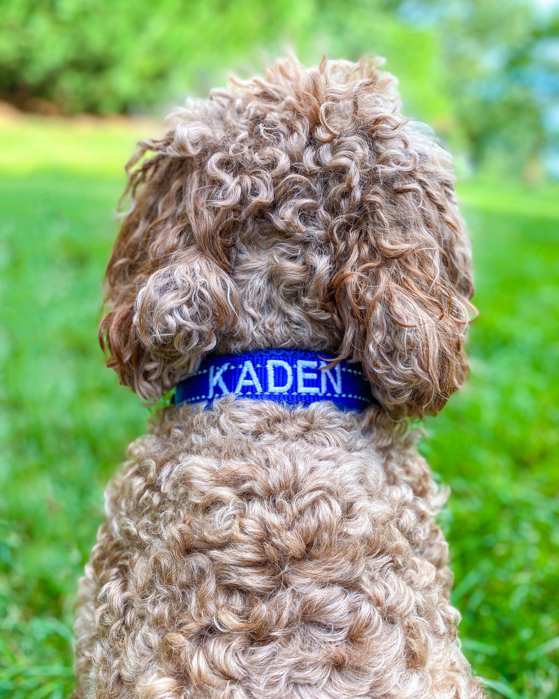 Embroidered Tampa Bay Collar – BAYDOG