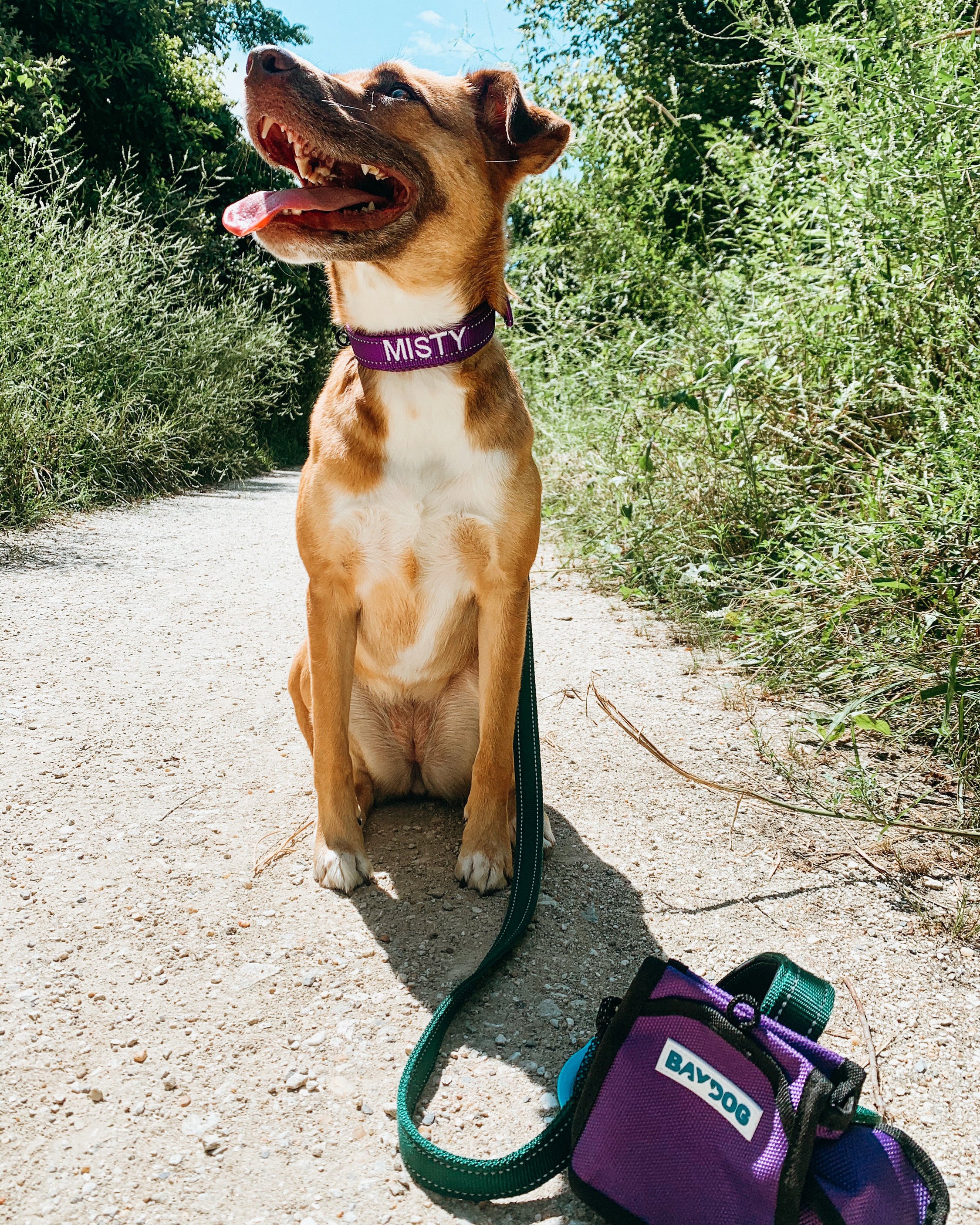 The bay shop dog collar