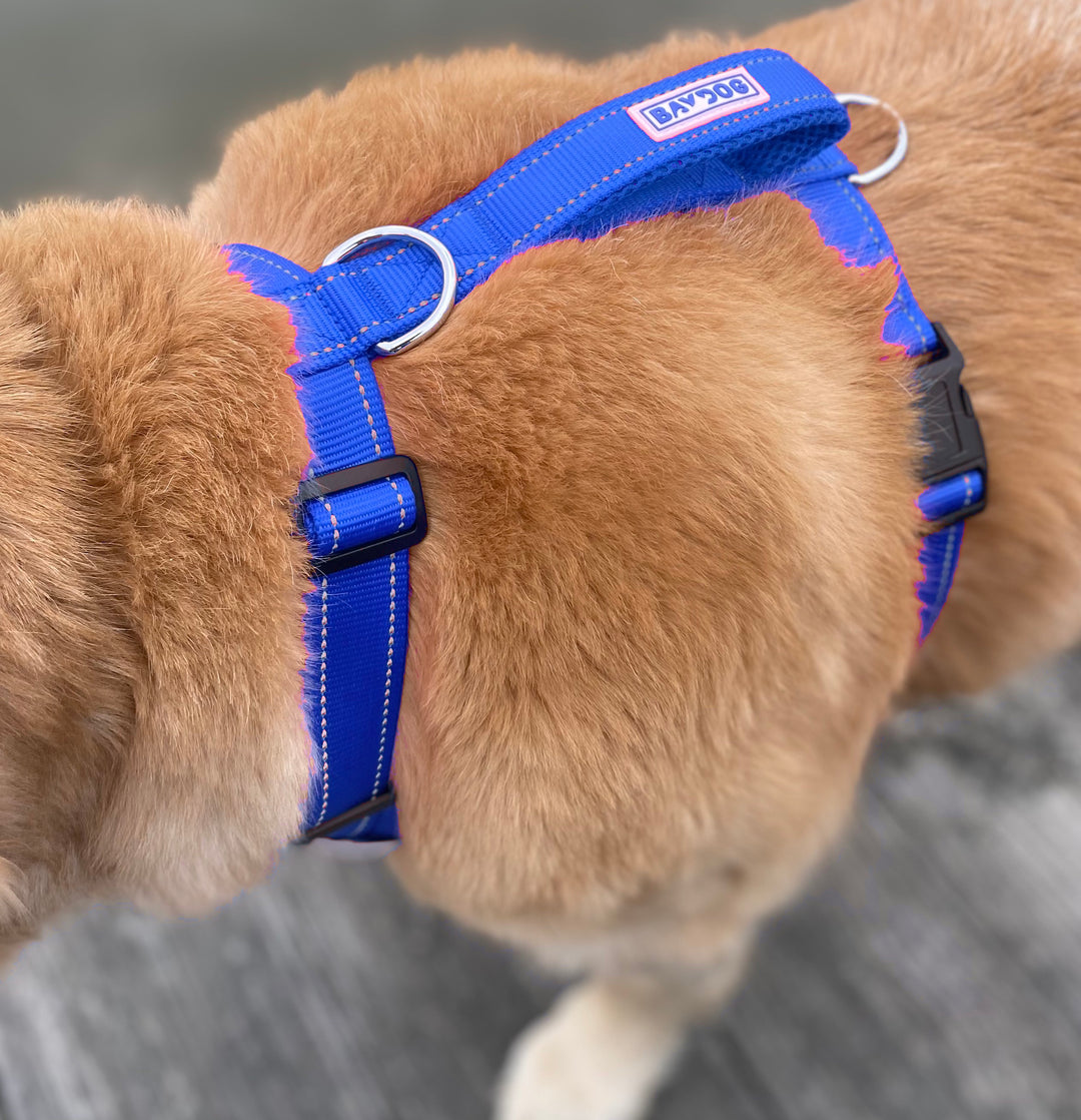 BAYDOG Chesapeake Dog Harness | BAYDOG Blue