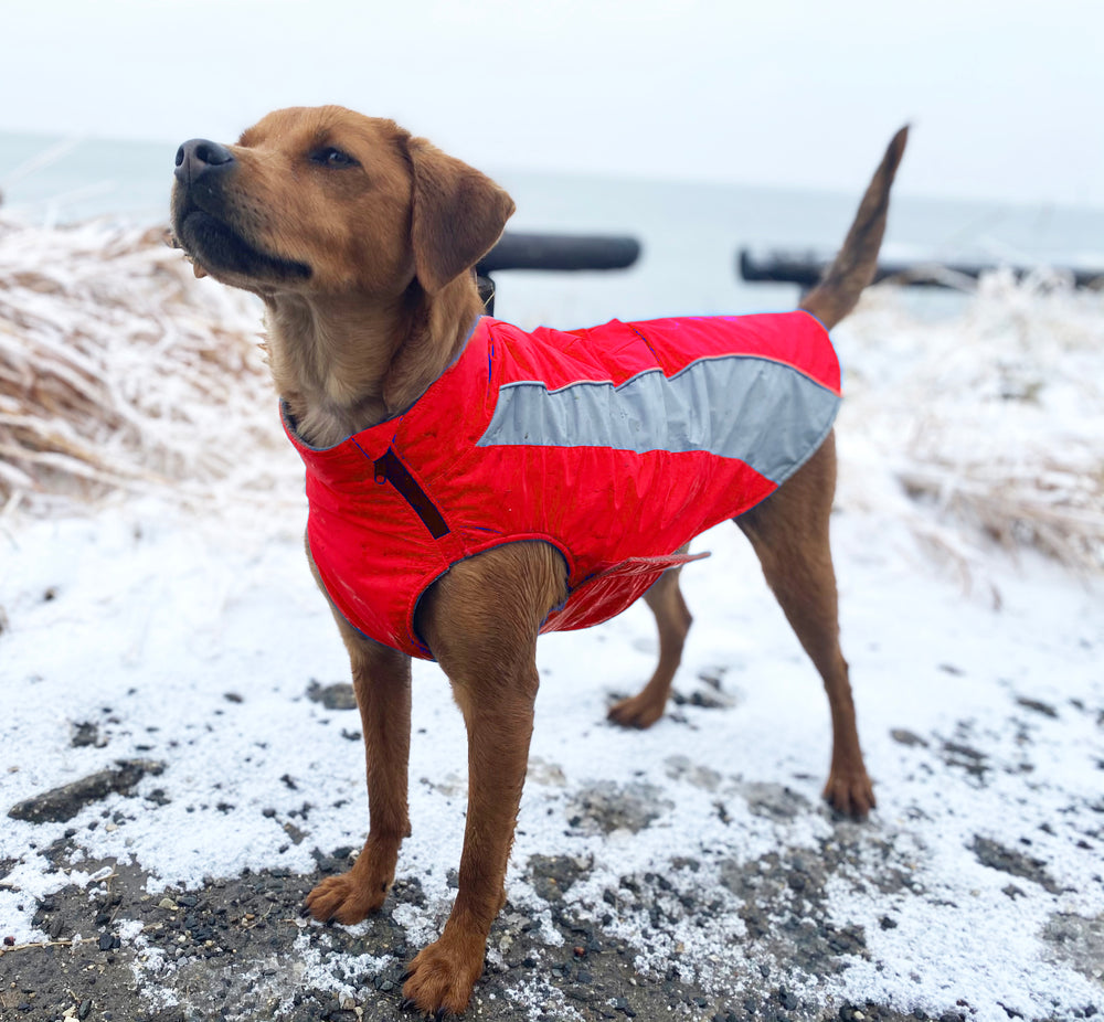 Saginaw Bay Dog Fleece | Clifford Red