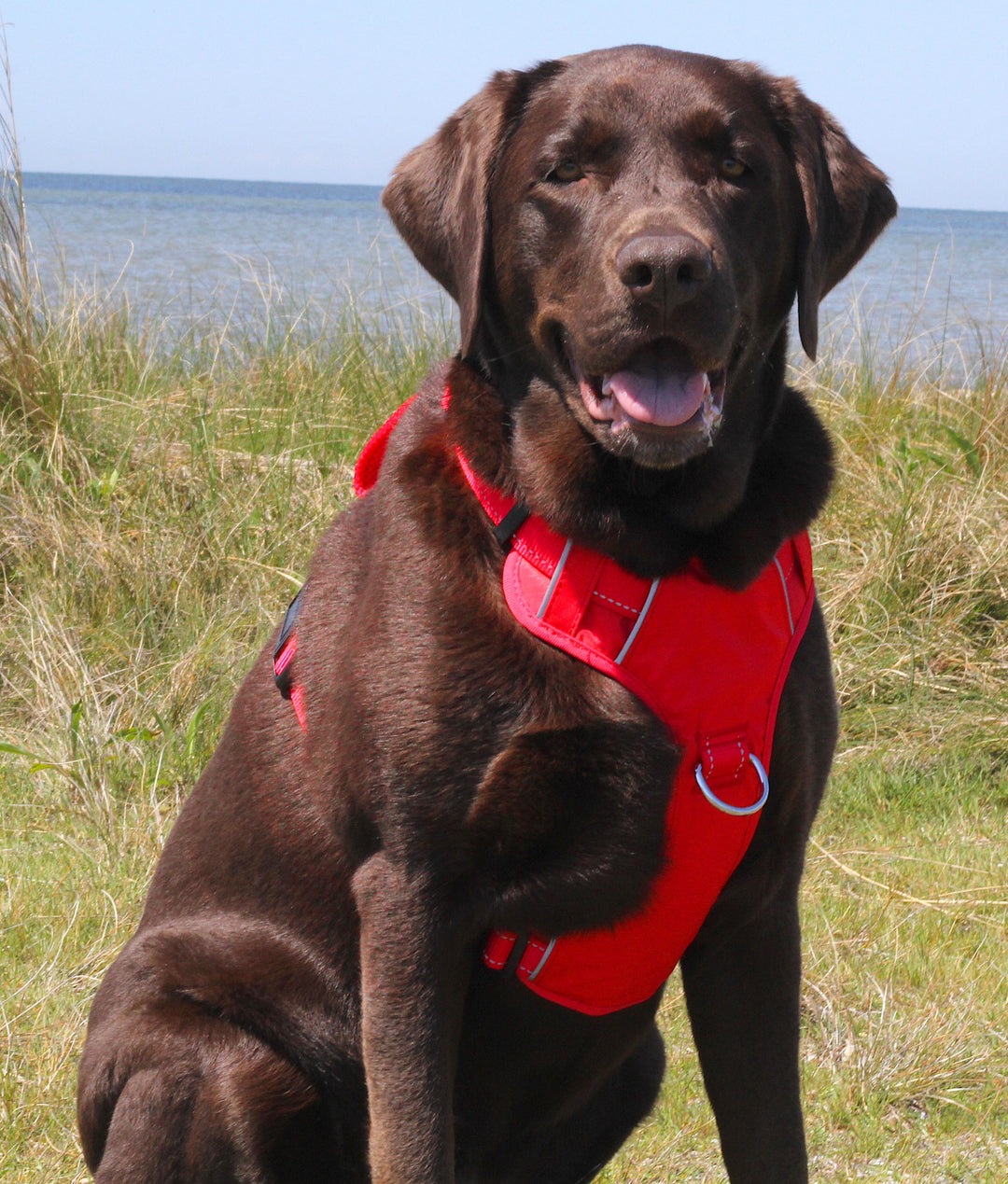 BAYDOG Chesapeake Dog Harness | Clifford Red