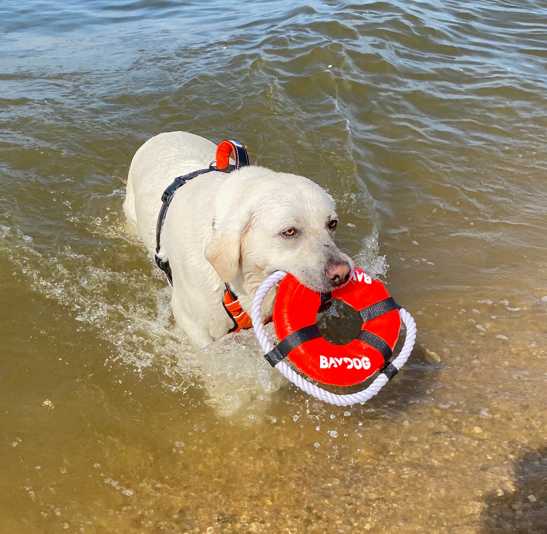 Fetch Ring Dog Fetch Ring – BAYDOG