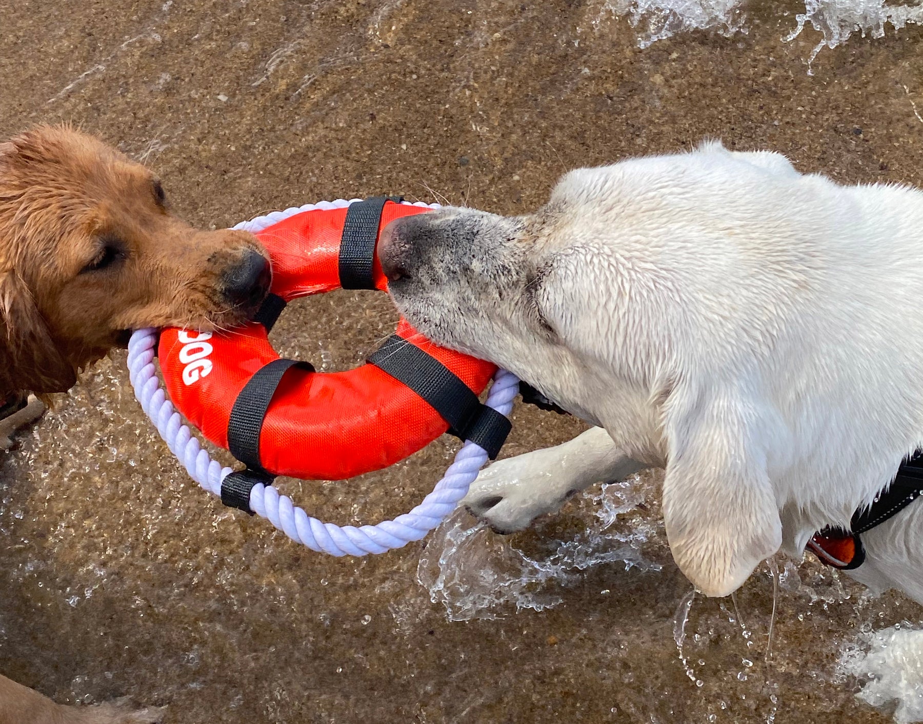 Fetch Ring Dog Fetch Ring – BAYDOG