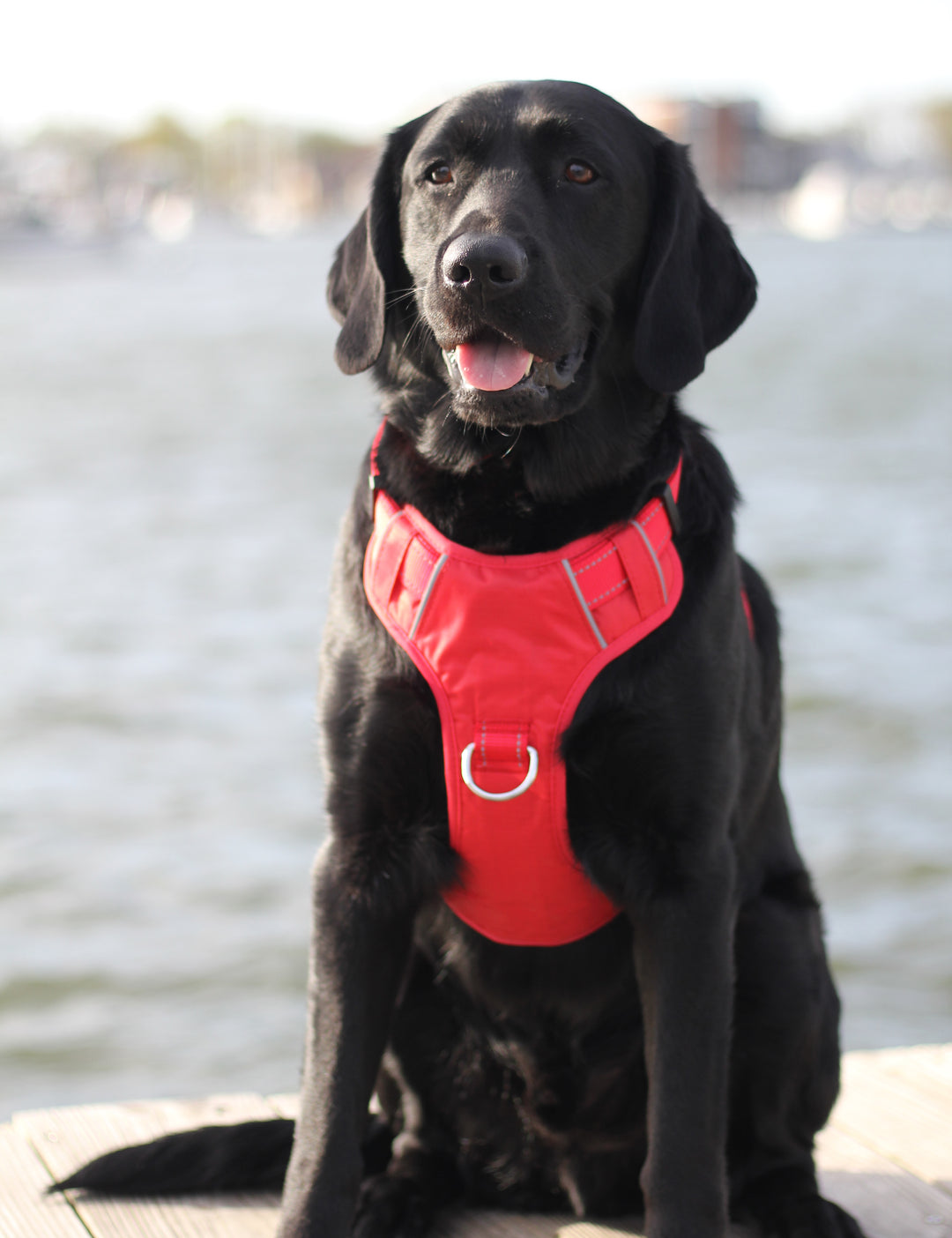 BAYDOG Chesapeake Dog Harness | Clifford Red