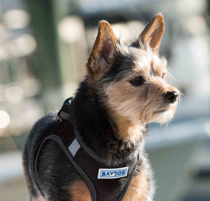 Liberty Bay Dog Harness | Covert Black