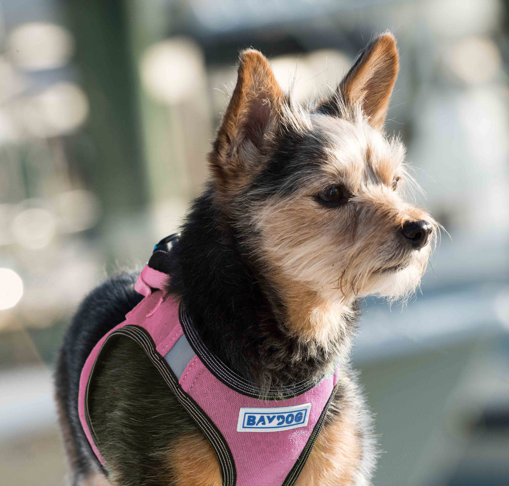 Liberty Bay Dog Harness | Pink Lemonade