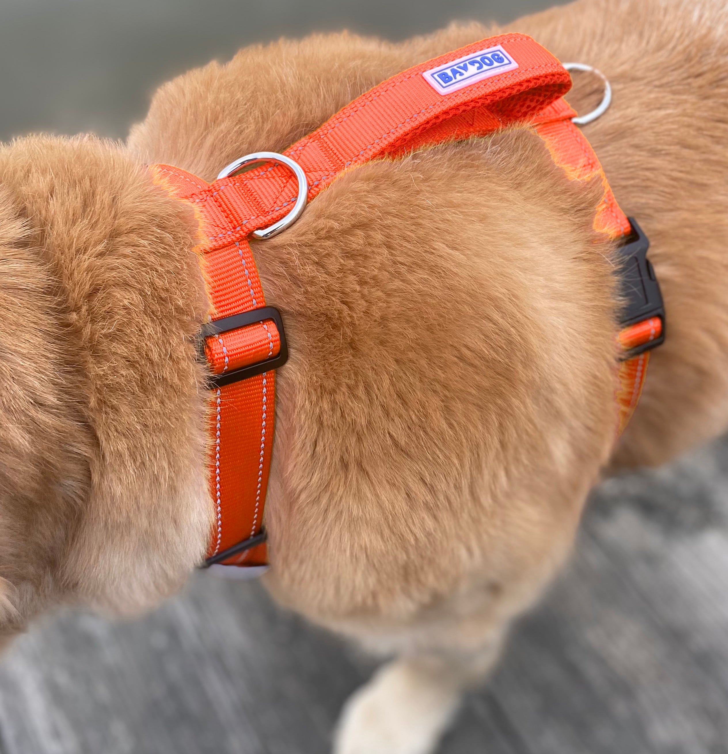 Blaze orange hotsell dog harness