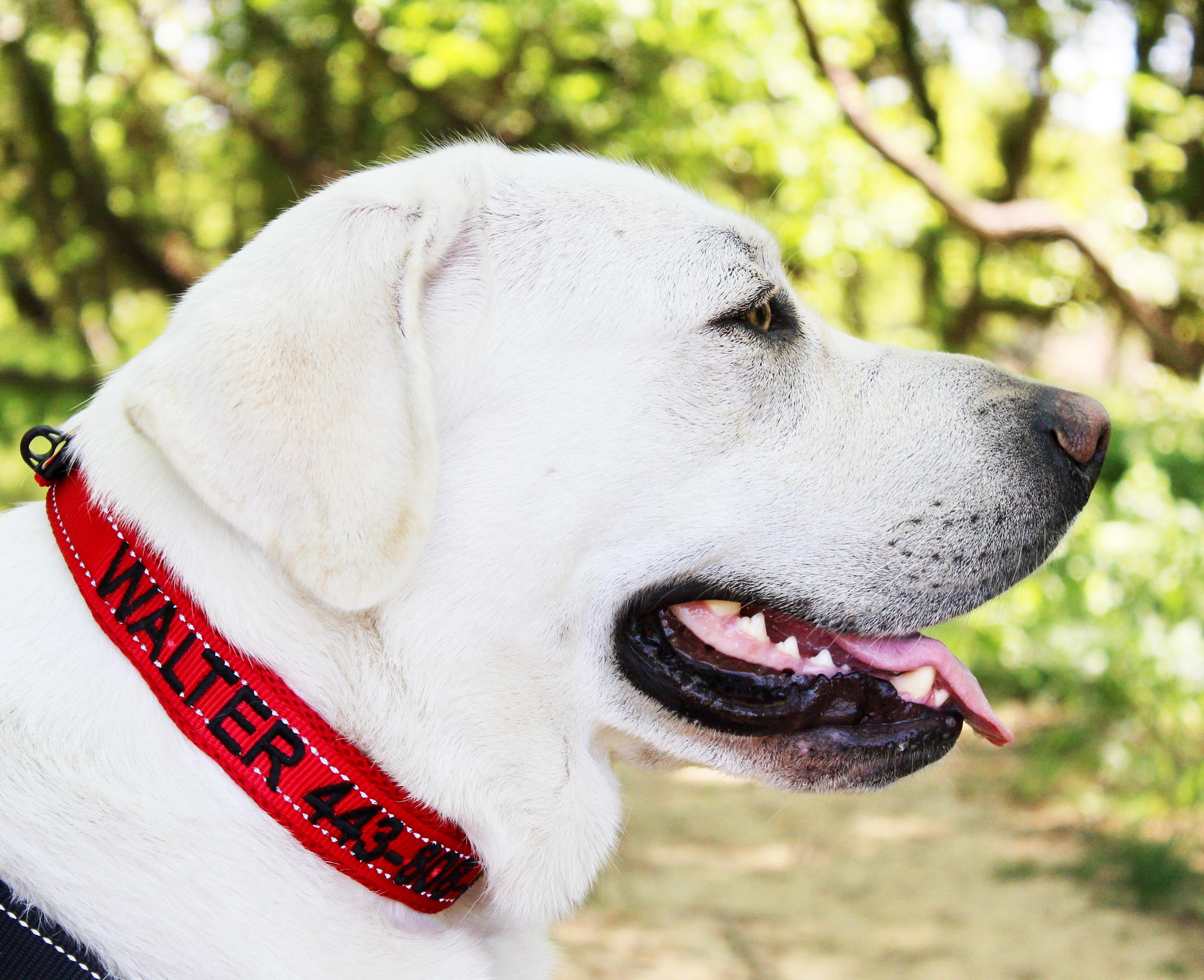 Embroidered dog clearance collars and leashes