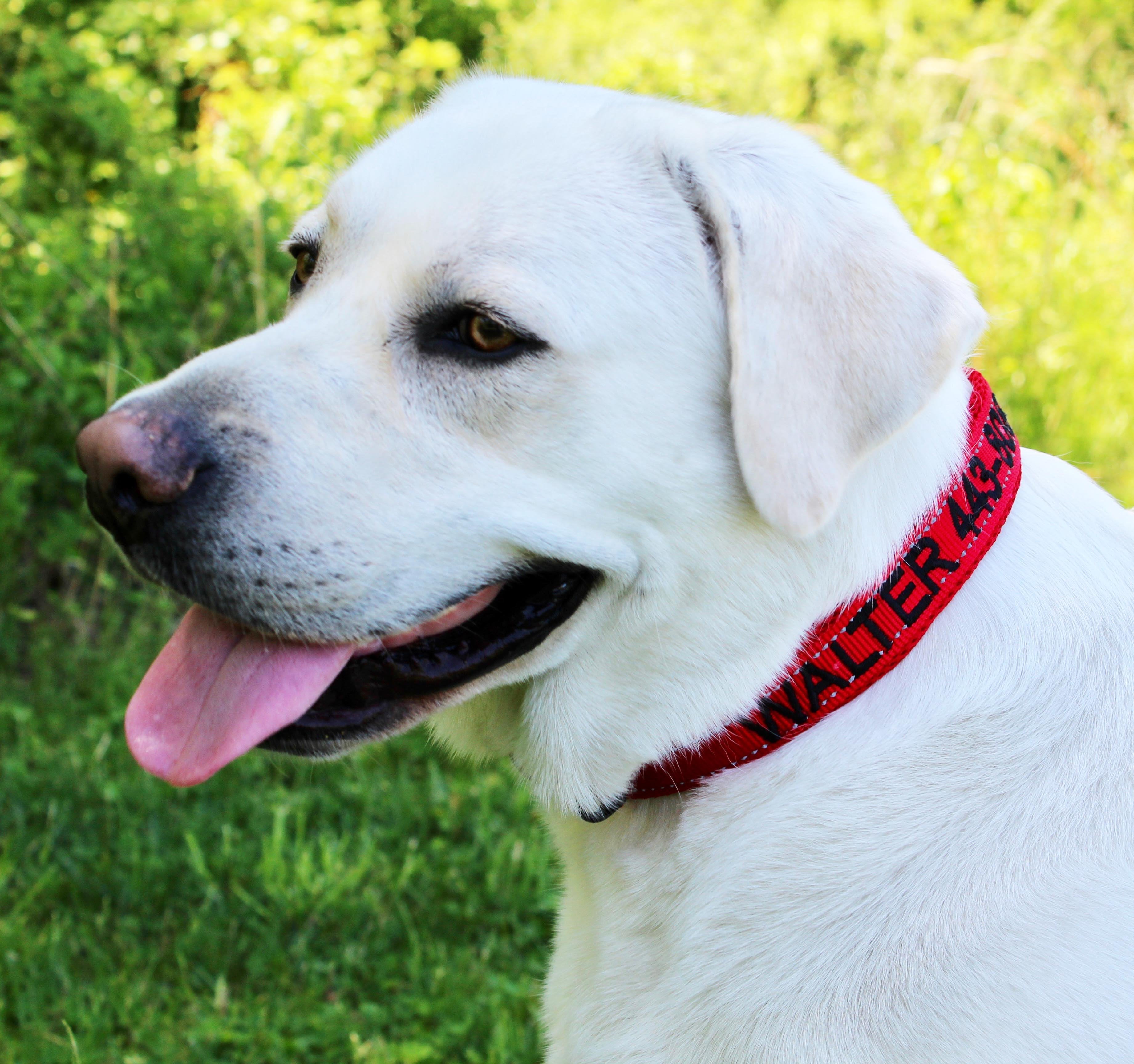 Embroidered dog shop collars and leashes