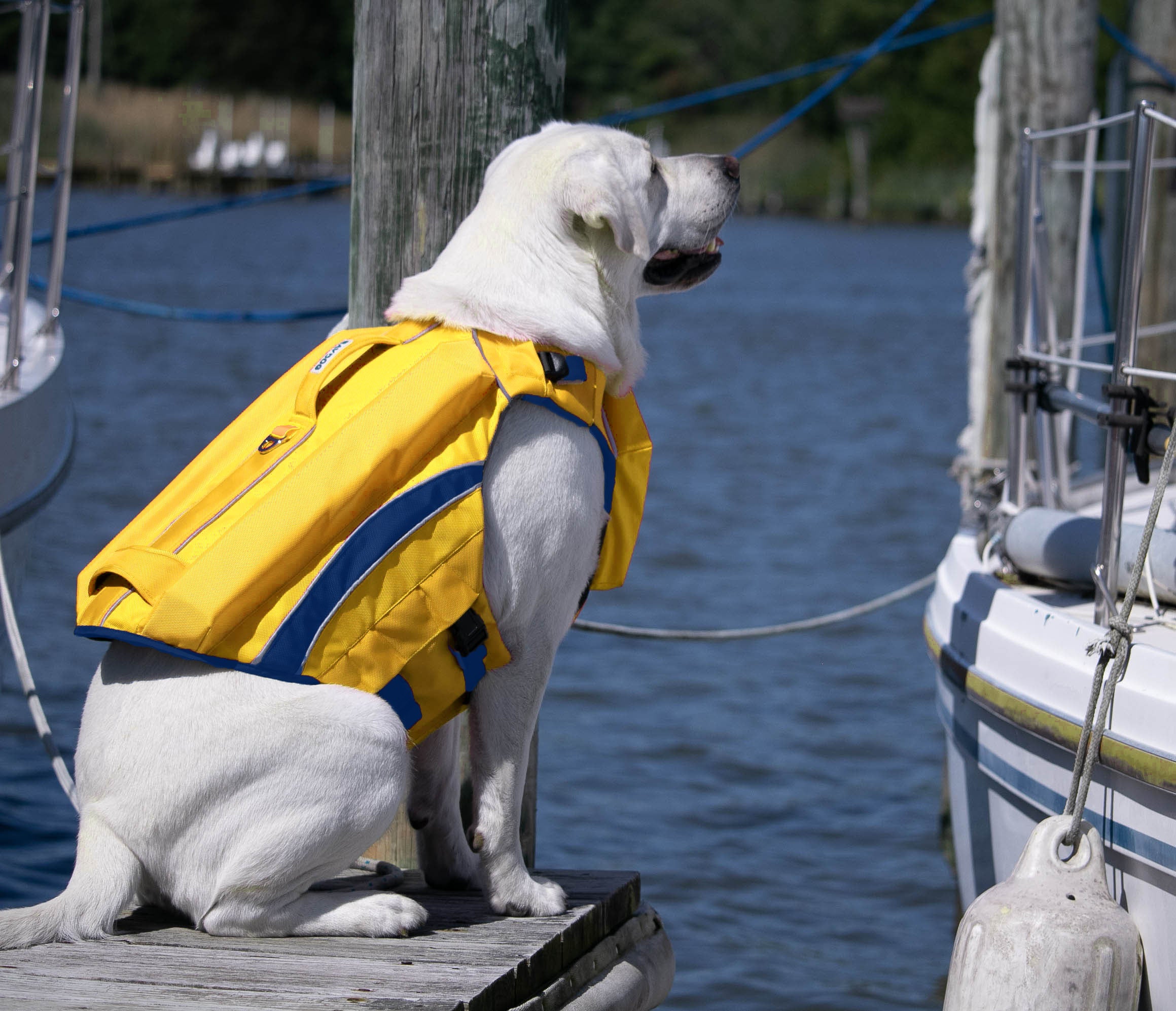 Medium dog life jacket best sale