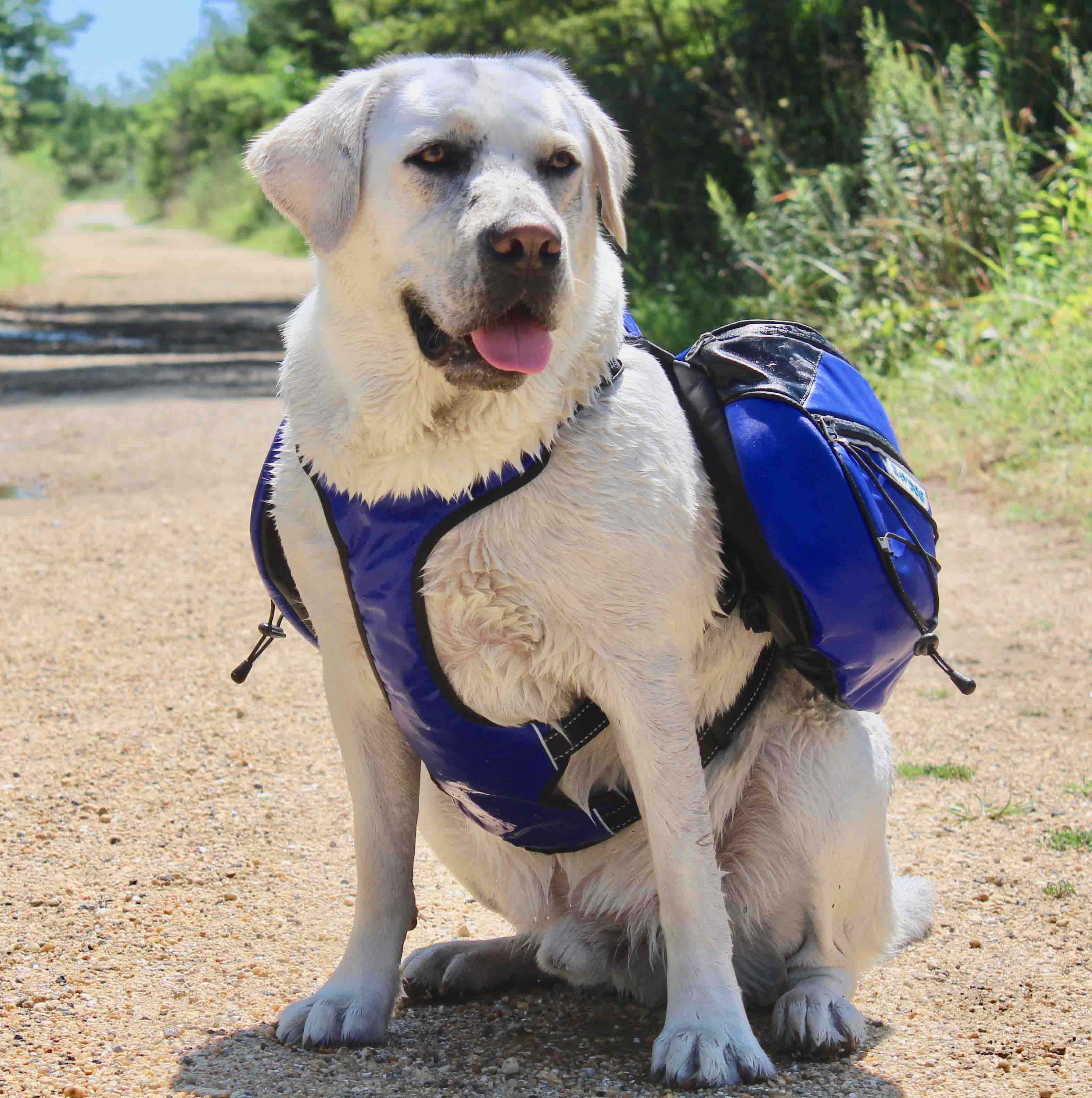 Golden retriever in store backpack