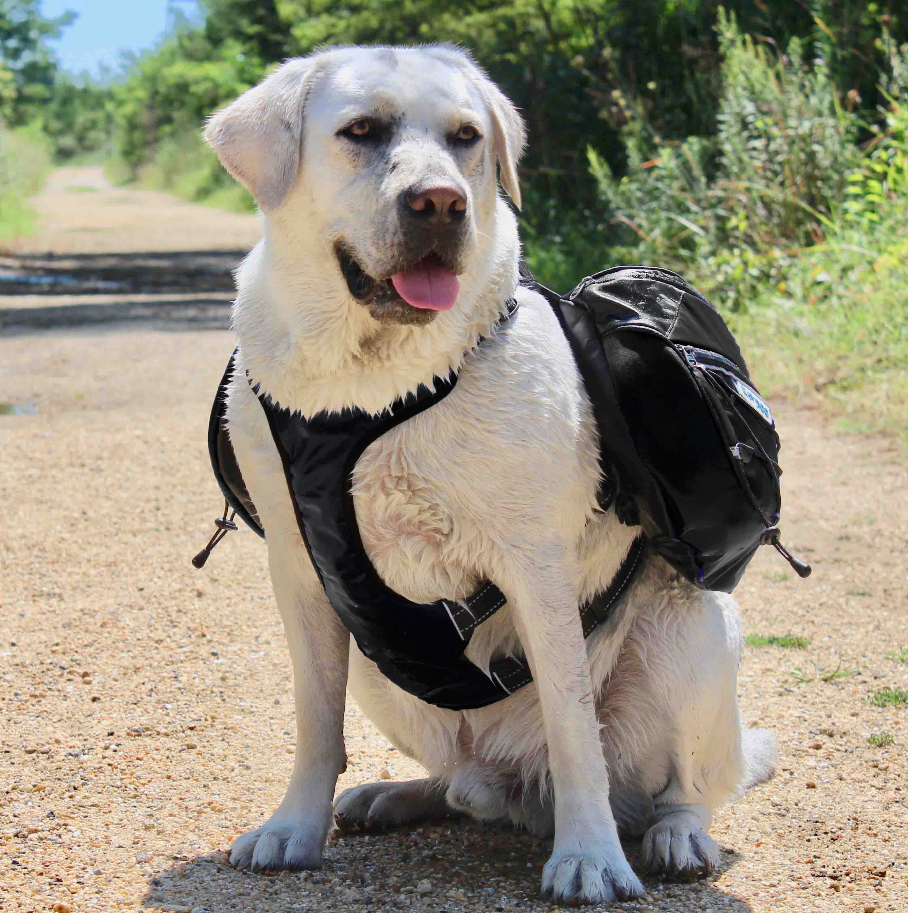 Canine backpack top