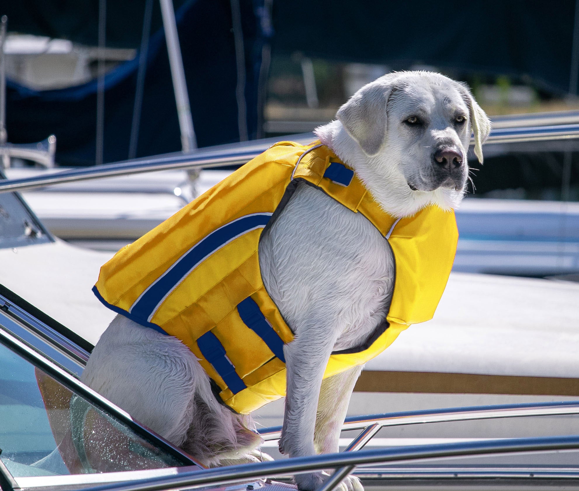 Dog life fashion jacket with handle