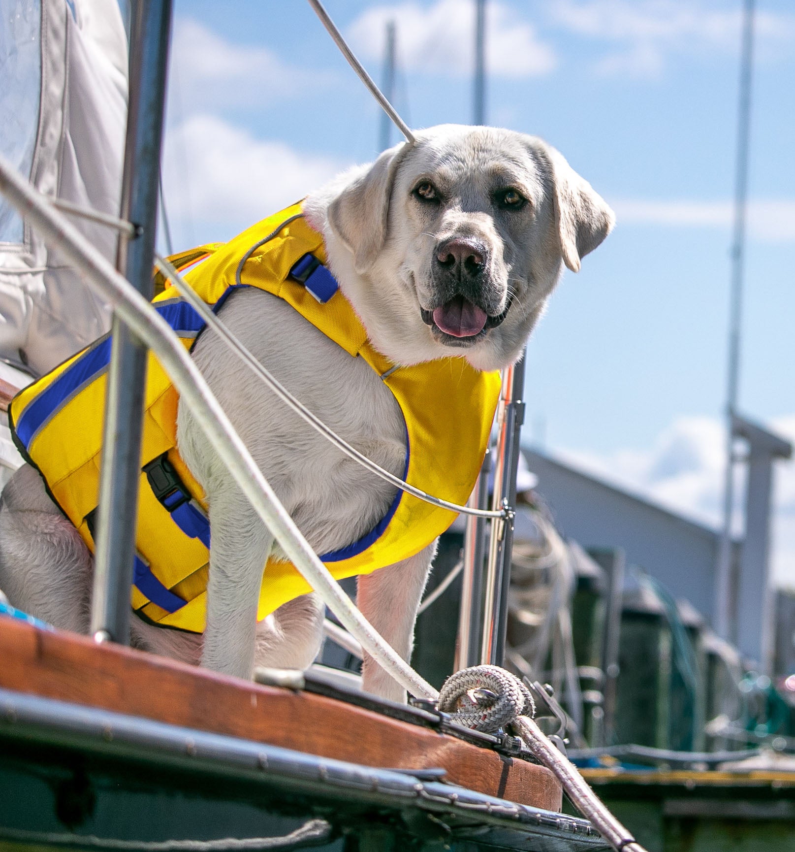 Best life store jacket for labrador