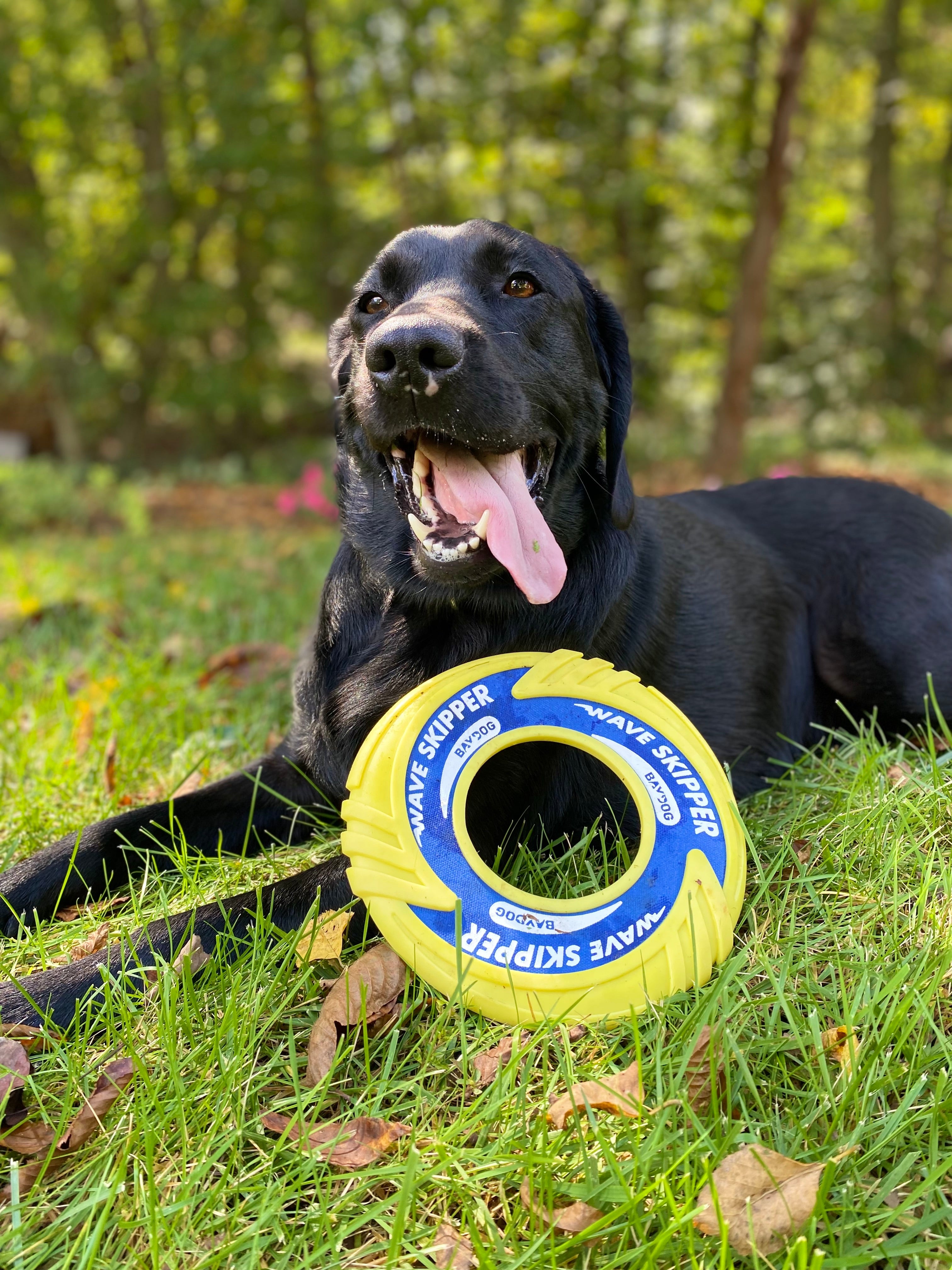 Old navy 2024 dog frisbee