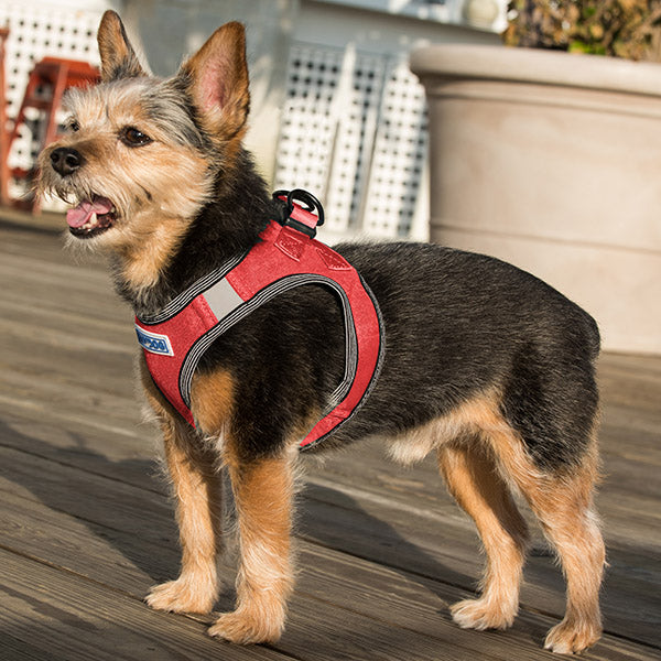Liberty Bay Dog Harness | Clifford Red